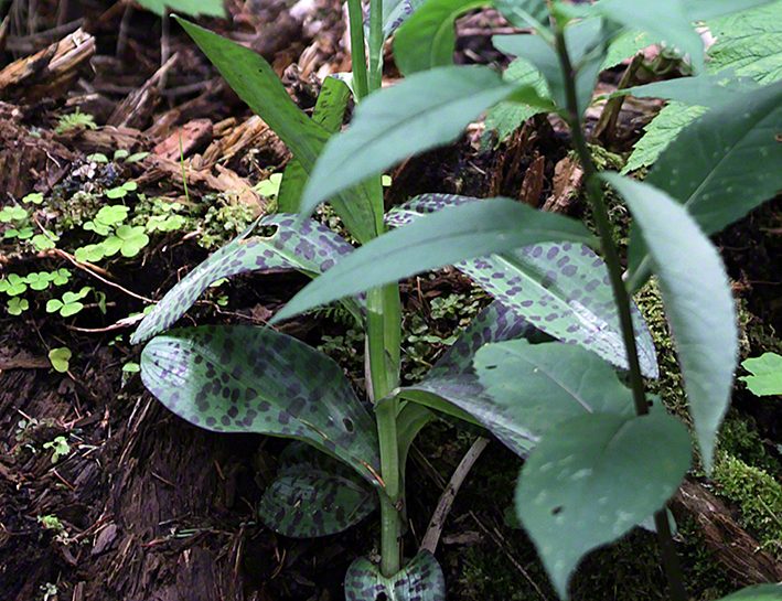 Geflecktes Knabenkraut - Dactylorhiza fuchsii